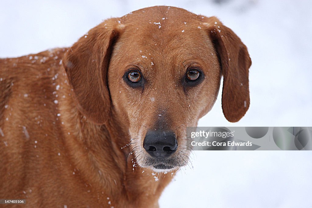 Dog In Snow