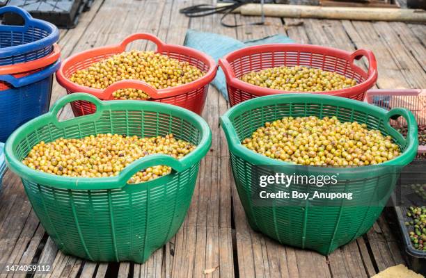 yellow coffee cherries after harvesting store in basket. - vendor selling pulses in local market stock pictures, royalty-free photos & images