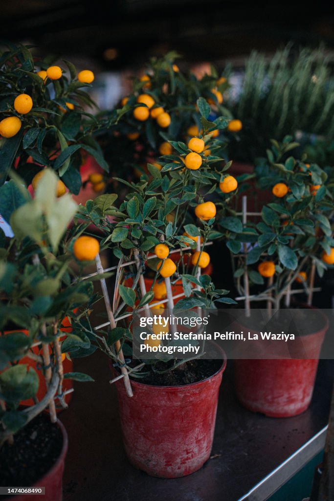 Potted Tangerine Plants at Market