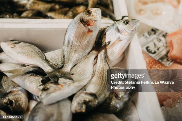 gilthead bream at fish market - sea bream stock pictures, royalty-free photos & images