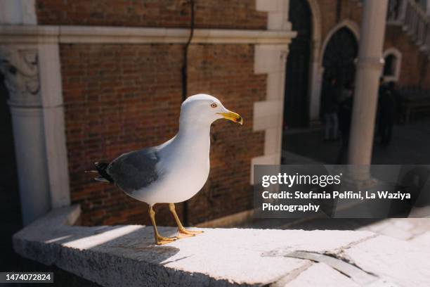 seagull  perching on historical building - herring gull stock pictures, royalty-free photos & images