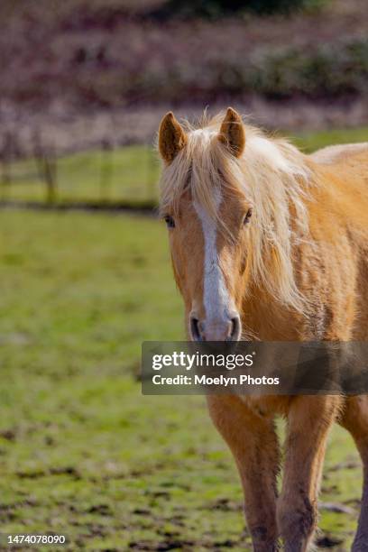 golden palomino portrait - horse head stock pictures, royalty-free photos & images