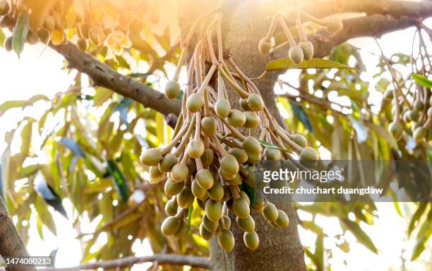 durian flowers in thailand - baobab fruit stock pictures, royalty-free photos & images