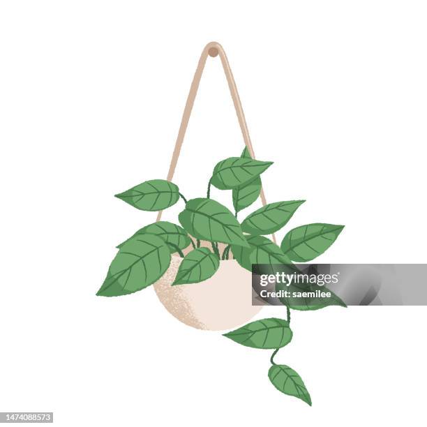 hanging plant in a white pot - hanging basket stock illustrations