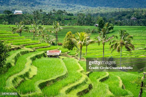 jatiluwih rice terraces, bali, indonesia - jatiluwih rice terraces stock pictures, royalty-free photos & images