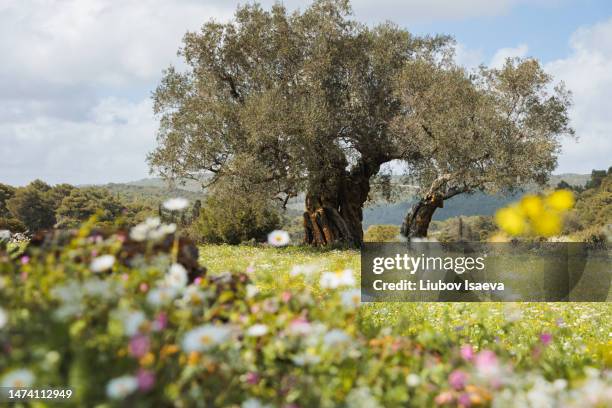 thousands years old olive tree on blooming meadow in the mountains - greek food stock pictures, royalty-free photos & images