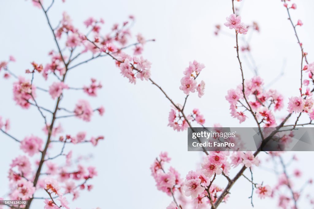 Spring Flowers Color Spring Flowers Bloom Pink Color High-Res Stock Photo - Getty Images