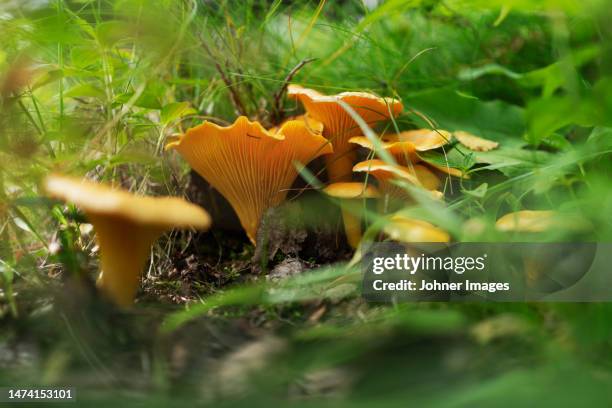 chanterelles growing in forest - cantharellus cibarius stock pictures, royalty-free photos & images