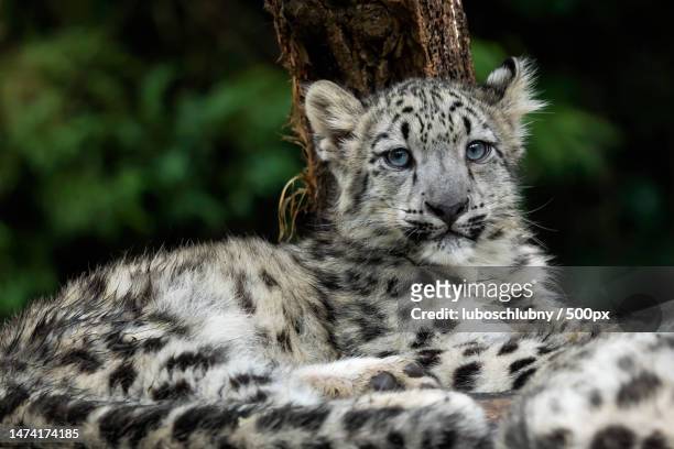 baby snow leopard panthera uncia young snow leopard,czech republic - baby snow leopard stock pictures, royalty-free photos & images