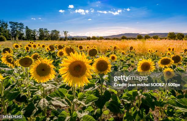 scenic view of sunflower field against sky,france - michel field photos et images de collection