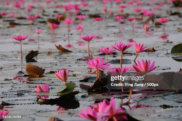 25 Jiang Lili Stock Photos, HighRes Pictures, and Images Getty Images