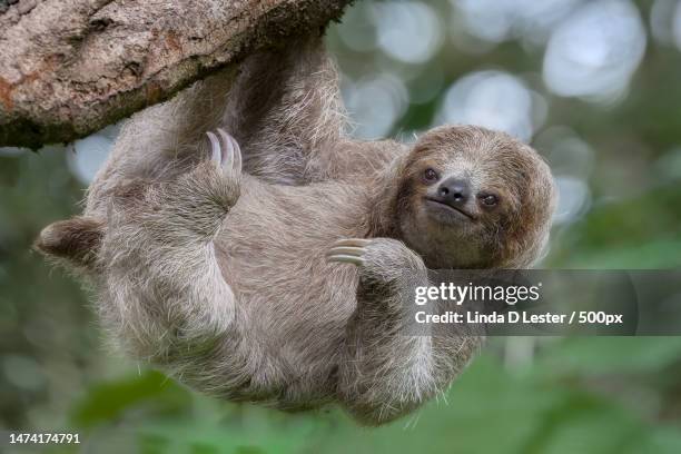 close-up of bradypus variegatus on tree,costa rica - sloth 個照片及圖片檔