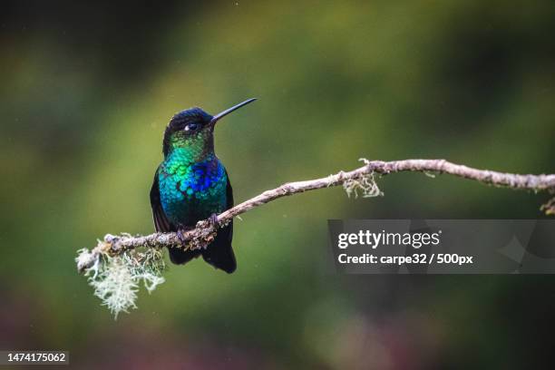 close-up of hummingtropical bird perching on branch,costa rica - perch stockfoto's en -beelden