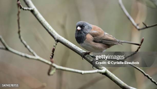 dark-eyed junco (junco hyemalis) - dark eyed junco stock pictures, royalty-free photos & images