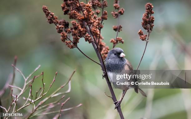 dark-eyed junco (junco hyemalis) - dark eyed junco stock pictures, royalty-free photos & images