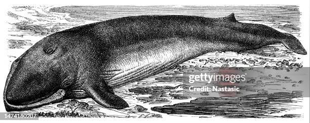 finnwal (balaenoptera physalus) - blue whale stock-grafiken, -clipart, -cartoons und -symbole