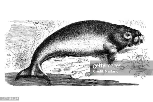 illustrations, cliparts, dessins animés et icônes de sang (sang) - dugong