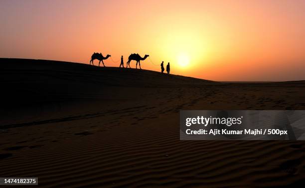 silhouette of people riding camels at desert against sky during sunset,khuri,india - camel isolated stock pictures, royalty-free photos & images
