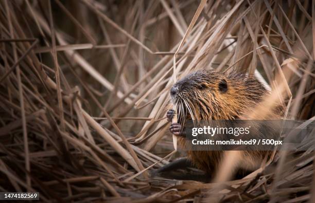 close-up of nutria on plant,slovakia - beaver foto e immagini stock
