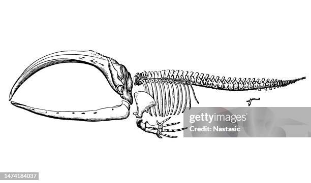 ilustrações, clipart, desenhos animados e ícones de esqueleto da baleia-da-groenlândia (balaena mysticetus) - articulação de animal