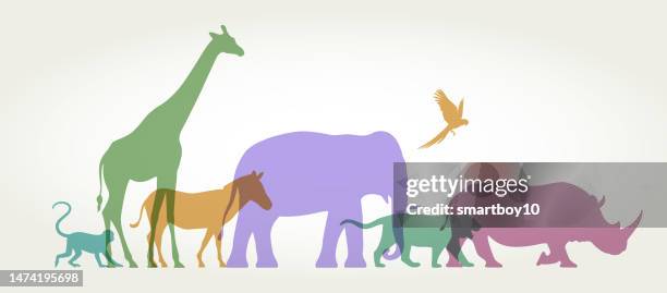 ilustraciones, imágenes clip art, dibujos animados e iconos de stock de grupo de animales salvajes - zoo