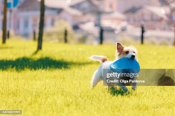 jack russell terrier plays with frisbee on a sunny lawn - アクション映画 ストックフォトと画像