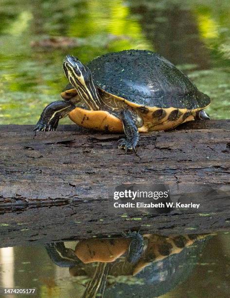 Log Shell Turtle Turtle Shell Design Photos and Premium High Res Pictures - Getty Images