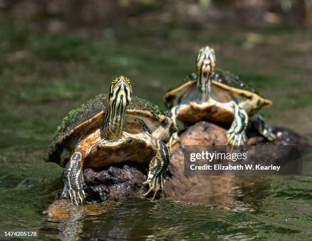 Log Shell Turtle Shell Lake National Wildlife Refuge Photos and Premium High Res ...