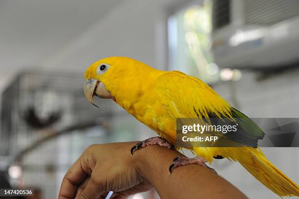 An Ararajuba baby parrot is presented at the zoo in Rio de Janeiro, Brazil, on June 29, 2012. Rio's zoo on Saturday will open an animal nursery to...