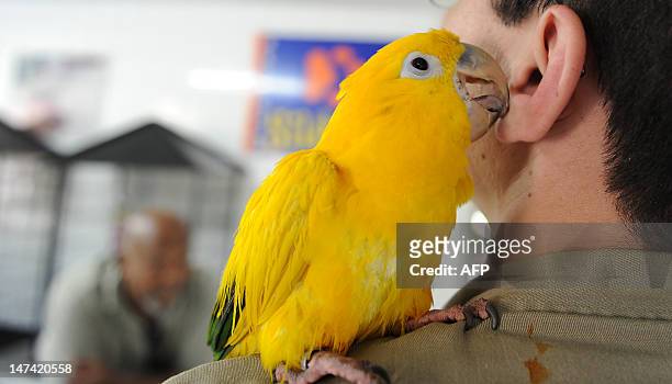 An Ararajuba baby parrot is presented at the zoo in Rio de Janeiro, Brazil, on June 29, 2012. Rio's zoo on Saturday will open an animal nursery to...