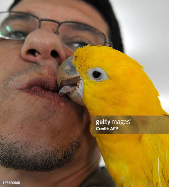 An Ararajuba baby parrot "kisses" a biologist as it is presented at the zoo in Rio de Janeiro, Brazil, on June 29, 2012. Rio's zoo on Saturday will...