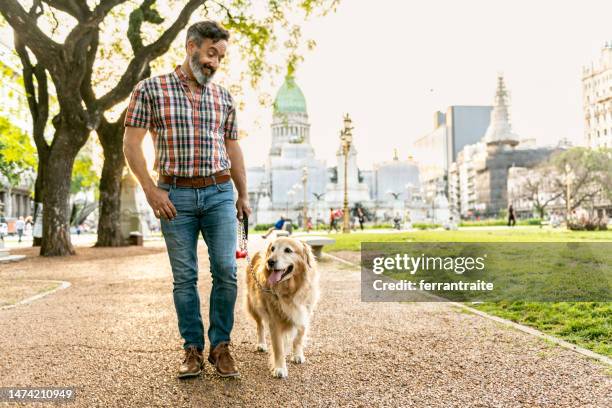 mature man walking golden retriever in the city - middle age man and walking the dog stock pictures, royalty-free photos & images