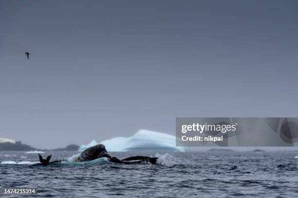 humpback whale feeding in antarctic waters and environments. antarctica - baleen whale stock pictures, royalty-free photos & images