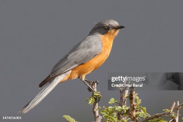 14 Silverbird (Bird) Stock Photos, High-Res Pictures, and Images ...