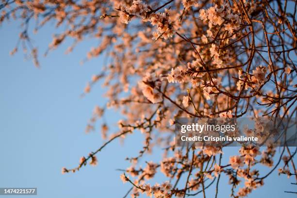 almond blossom branch on blue sky background - almond blossom stockfoto's en -beelden