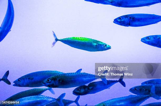 Fish Changing Direction 33 Fish Swimming Opposite Direction Stock Photos, High-Res Pictures ...