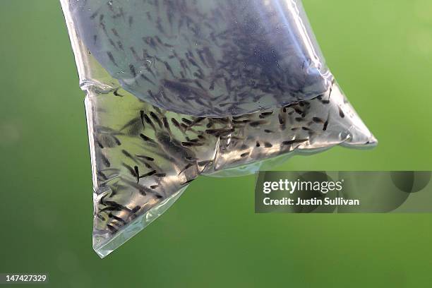 Gambusia affinis, more commonly known as mosquito fish, are seen swimming in a bag before being released in a neglected pool infested with mosquitos...