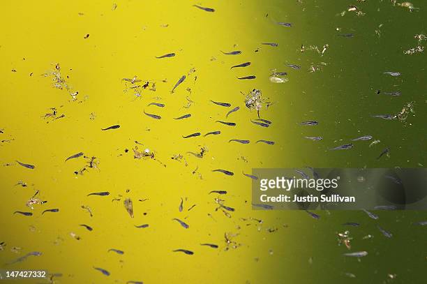 Gambusia affinis, more commonly known as mosquito fish, are seen swimming after being released in a neglected pool infested with mosquitos at a...