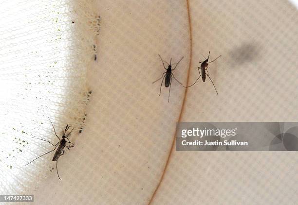 Mosquitos are seen inside a trap on June 29, 2012 in Pleasant Hill, California. As reports of mosquitoes with West Nile virus are increasing across...