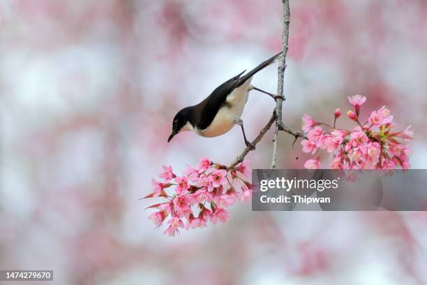 sibia bird : adult dark-backed tibia (heterophasia melanoleuca). - tropical bird stock pictures, royalty-free photos & images