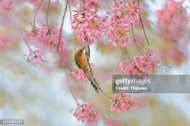 barwing bird : adult spectacled barwing (actinodura ramsayi). - falda negra imagens e fotografias de stock