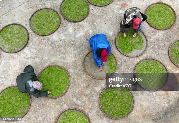 Aerial view of farmers processing tea leaves at a tea garden on March 18, 2023 in Yongzhou, Hunan Province of China.