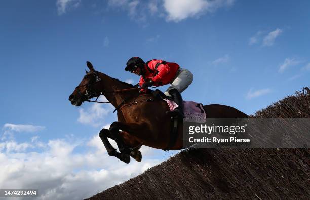Derek Fox aboard Ahoy Senor jumps a fence during the Boodles Cheltenham Gold Cup Chase during day four of the Cheltenham Festival 2023 at Cheltenham...