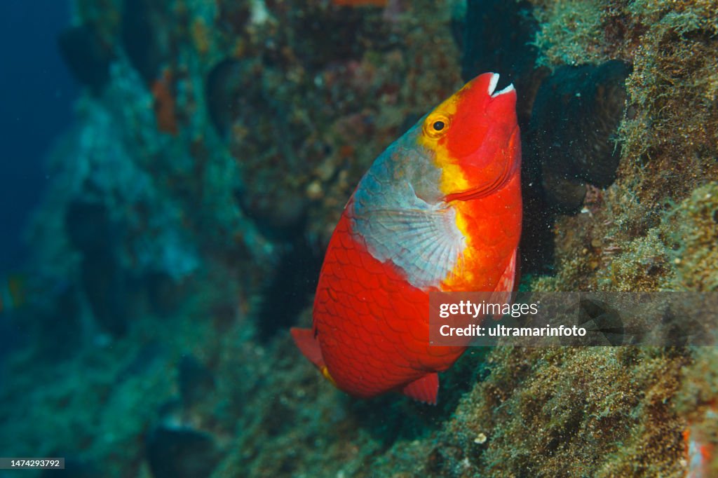 Sea life Mediterranean parrotfish fish Underwater Mediterranean sea Scuba diver point of view
Sparisoma cretense - Parrotfish