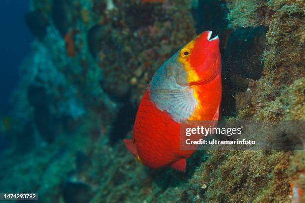 sea life  mediterranean parrotfish fish underwater  mediterranean sea scuba diver point of view
sparisoma cretense - parrotfish - scarus species stock pictures, royalty-free photos & images