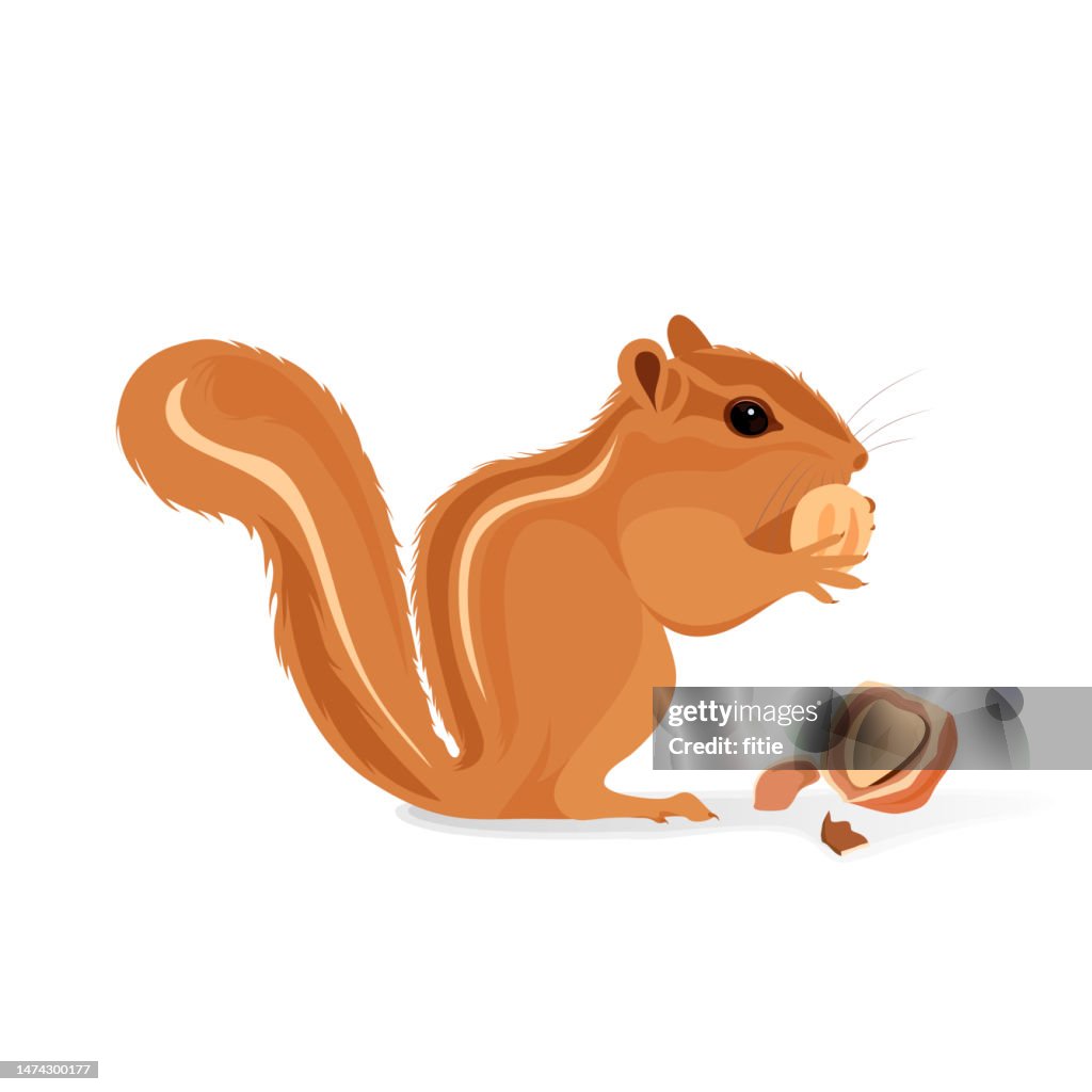 Ilustração vetorial realista de Chipmunk isolado no fundo branco. Chipmunk come amendoim