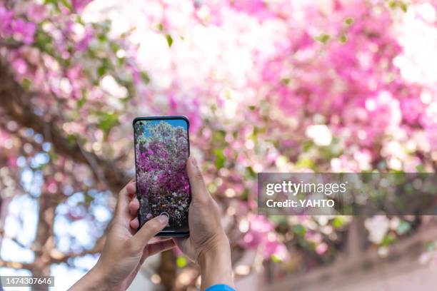 a man is using her mobile phone to photograph bougainvillea - guangdong province stock pictures, royalty-free photos & images