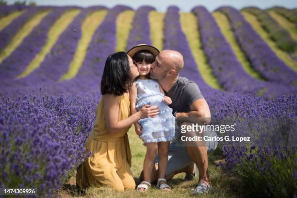 a young asian woman in a yellow jumpsuit dress and her husband kiss their daughter from both sides in a lavender field in a sunny summer day in kinross, scotland, uk - level 5 stock pictures, royalty-free photos & images