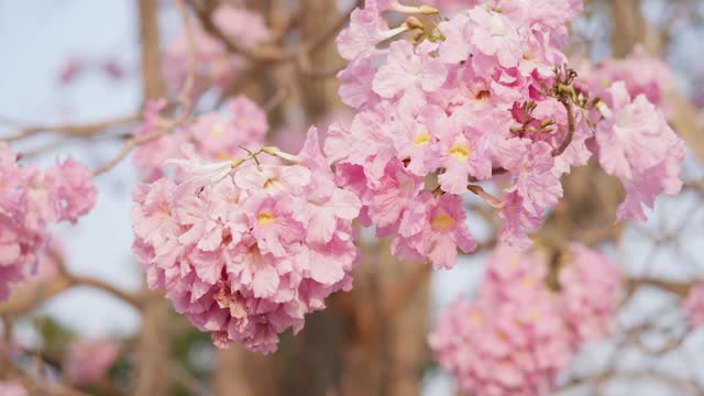 Pink flowers Tabebuia rosea blossom Natural pink trumpet tree. Petals of cherry blossoms in Thailand.