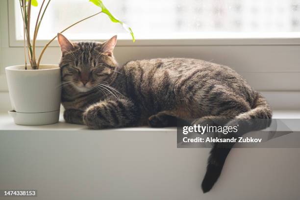 a domestic gray striped beautiful adult cat lies and sleeps on the windowsill by the window, next to a houseplant or a flower in a flower pot. favorite pets. the home life of your beloved pets. - ledge stock pictures, royalty-free photos & images